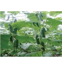 Cucumber NS 9 (KUK)